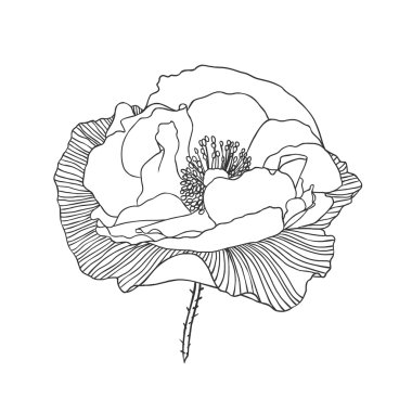 Doğrusal haşhaş çiçek