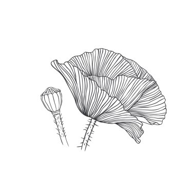 haşhaş çiçek ve kutusu.