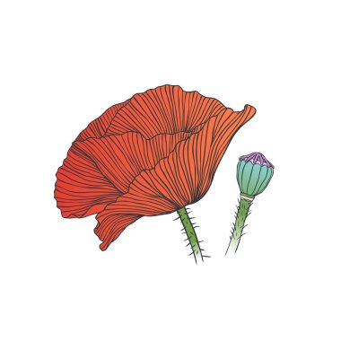 Kırmızı haşhaş çiçek ve kutusu.