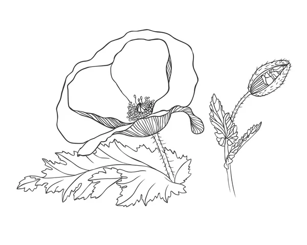Poppy flower and bud. — Stock Vector