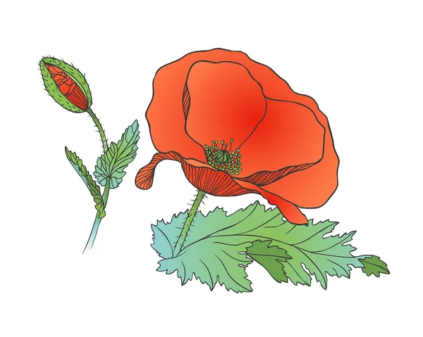 Rode papaver bloem en bud — Stockvector