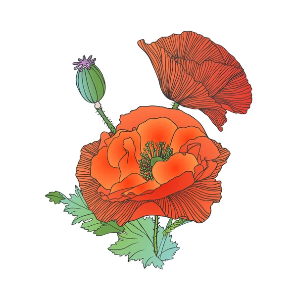 Red poppy bouquet — Stock Vector