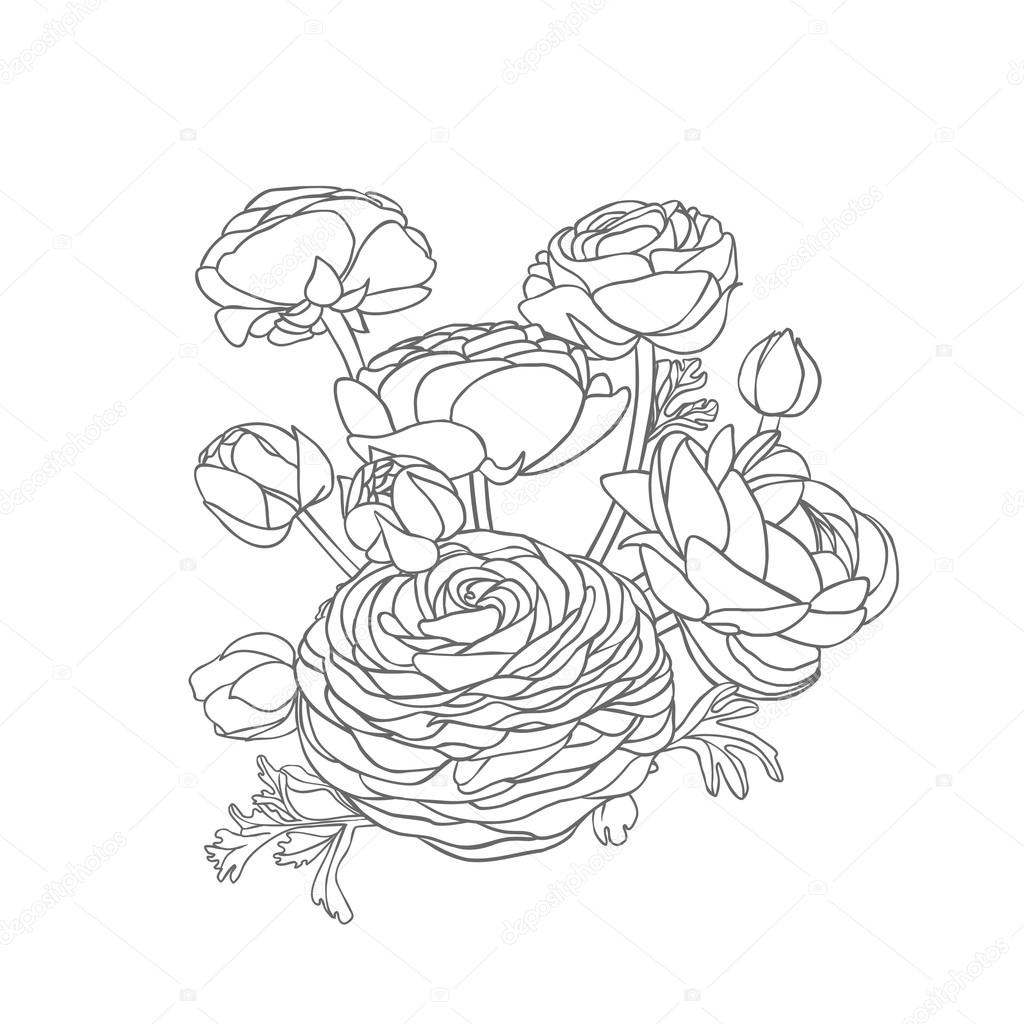 Ramo lineal de flores ranúnculo Vector de stock #88357410 de ©Ukususha, image size:1024x1024