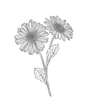 Papatya çiçeği illüstrasyonu