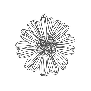 Papatya çiçek. Oyma illüstrasyon