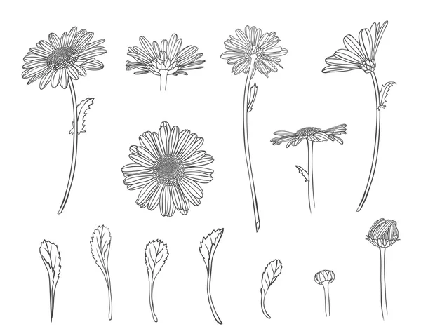 Collection of chamomile — Wektor stockowy