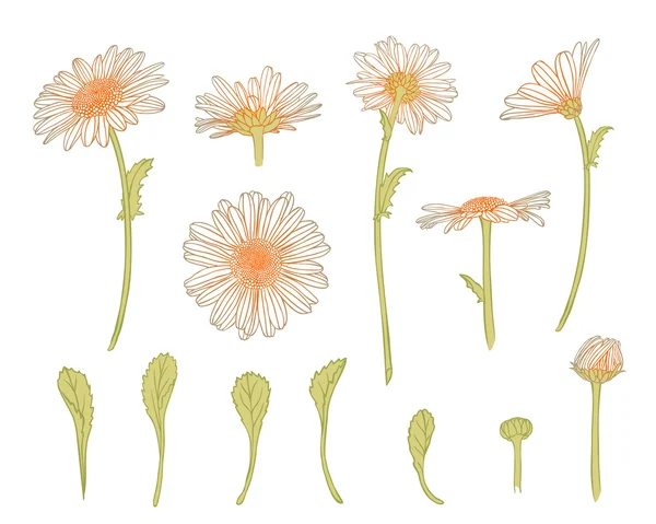 Collection of chamomile flowers, buds and leafs — Stock Vector