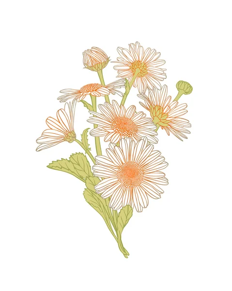孤立在白色背景上的洋甘菊花花束 — 图库矢量图片