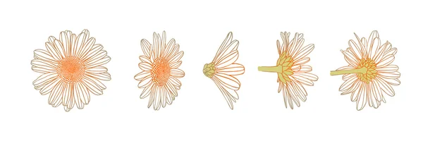 Chamomile flowers heads in various angles — Stock Vector