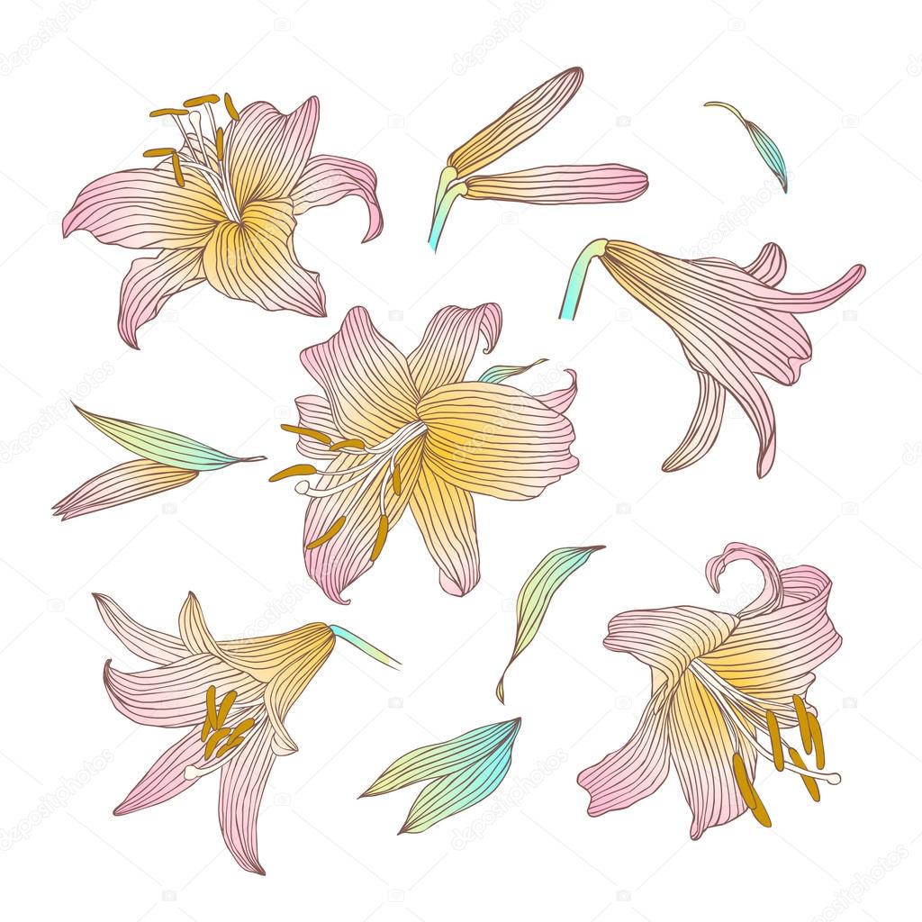 Royal lily flowers collection