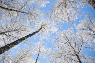 Mavi gökyüzü beyaz karla kaplı ağaç dalları