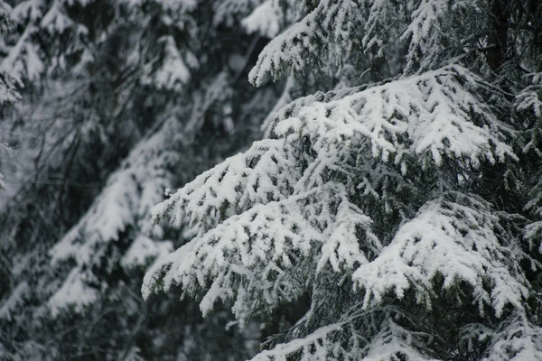 Neige sur branches de sapin — Photo