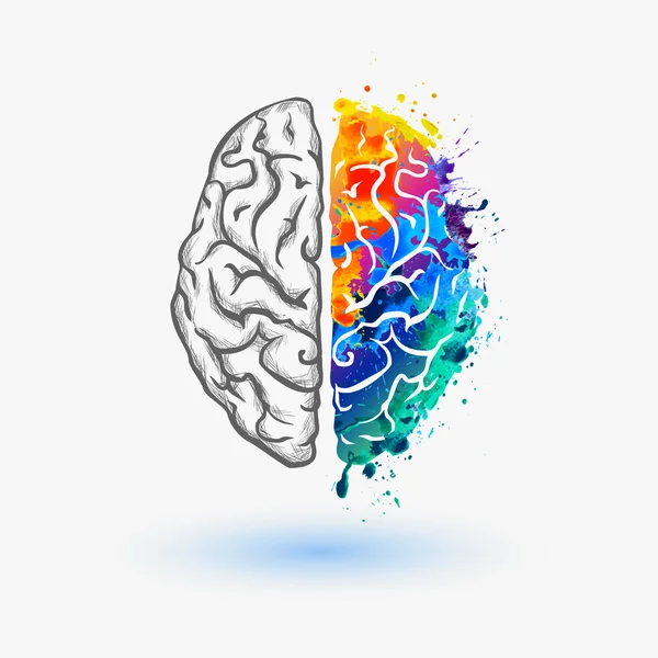 Hemisferio izquierdo y derecho del cerebro humano — Vector de stock