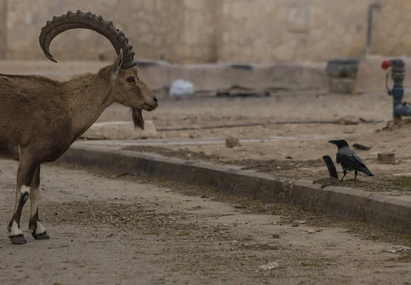 Íbice Nubio Capra Nubiana Una Especie Cabra Que Habita Desierto — Foto de Stock