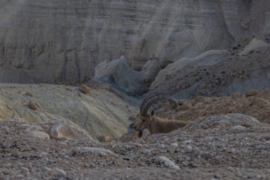 Nubian dağ keçisi (