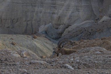 Nubian dağ keçisi (