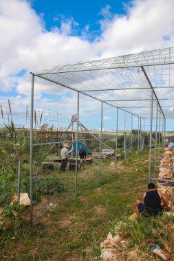 Tamra Köyü 'nde genç insanların yaptığı birkaç gönüllü aktivite. Resim yapıyorlardı, ot kesiyorlardı ve başka aktiviteler yapıyorlardı.