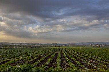 Gün batımında Tamra köyünde güzel ve görkemli bir organik çiftlik.