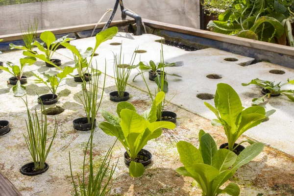 Aquaponics, su ürünleri ile hidrofonik çiftlerin besleyici zengin su bitkisini besleyen amonyak üreten bakterileri nitrat yapan nitrik bakterileri içeren bir gıda üretim sistemidir..