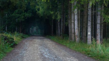 Dağlara giden yol. Ormana giden eski bir yol. Ağaçların doğal tüneli