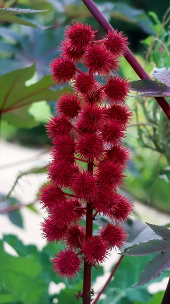 Nahaufnahme Einer Blume Königlichen Botanischen Garten Madrid — Stockfoto