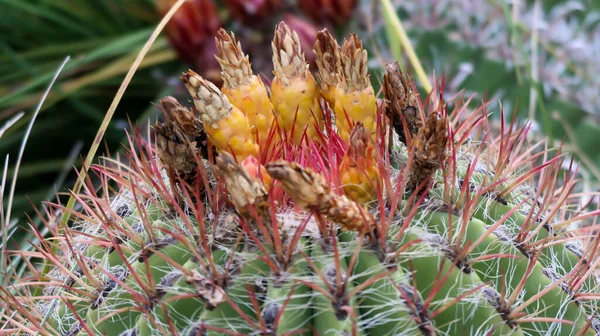 Nahaufnahme Einer Kakteenblüte Königlichen Botanischen Garten Madrid — Stockfoto