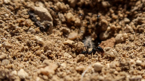 Großaufnahme Von Ameisen Spanien — Stockfoto