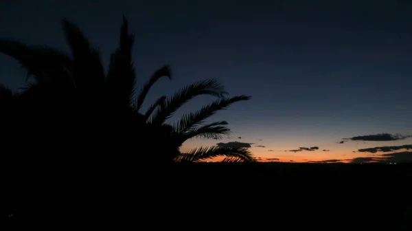 Backlit Tropical Plants Sunset — Stock Photo, Image