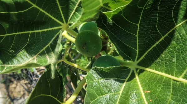 Yapraklı yeşil incir meyvesini yakın.