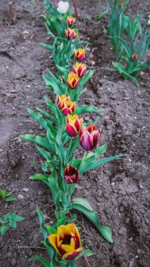 Bahçedeki renkli laleler.