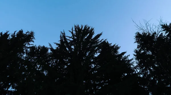 Backlit Tall Trees Clear Empty Sky — Stock Photo, Image