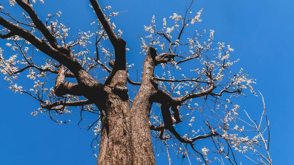 İlkbaharda çiçekli bir ağacın manzarası