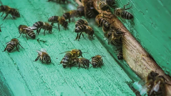 蜂の巣入り口で蜂の密室 — ストック写真