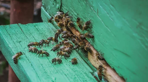 Primer Plano Las Abejas Entrada Colmena —  Fotos de Stock