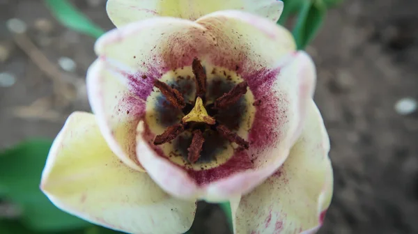 Renkli lale tohumları ve çiçekleri kapatın.