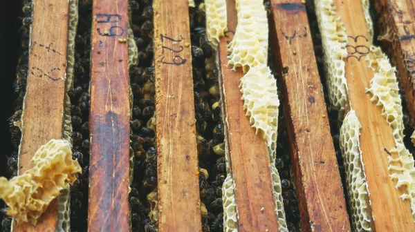 Sluiten Van Honingraat Frames Een Bijenkorf Met Nummers — Stockfoto