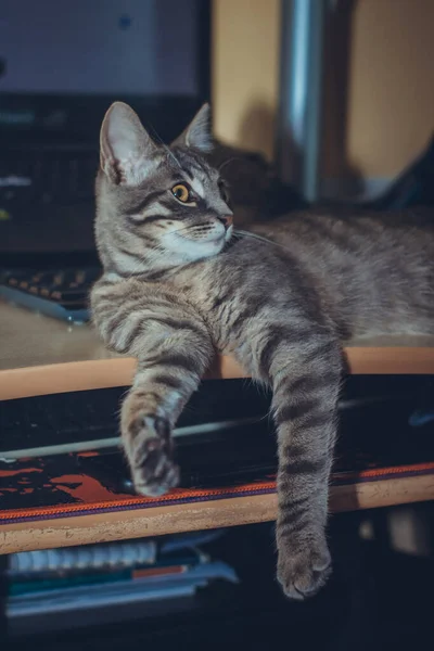 Adorable fluffy cat sitting on a desk with computer behind