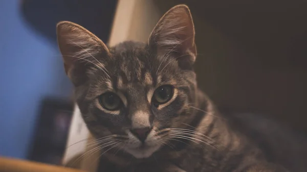 Liebenswert Flauschige Katze Schaut Die Kamera — Stockfoto