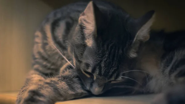 Liebenswert Flauschige Katze Sitzt Auf Einem Schreibtisch Mit Computer Rücken — Stockfoto