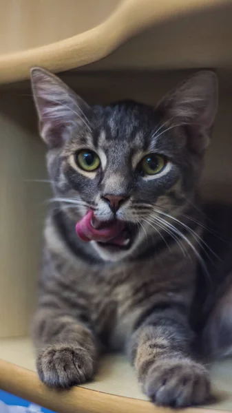 Adorable fluffy cat sitting on a desk with tongue out