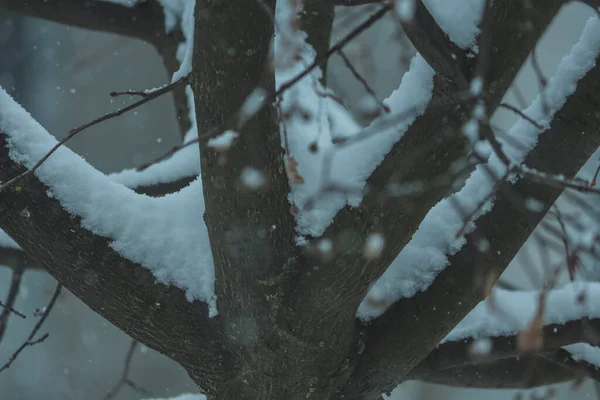 雪に覆われた茶色の木の枝 — ストック写真