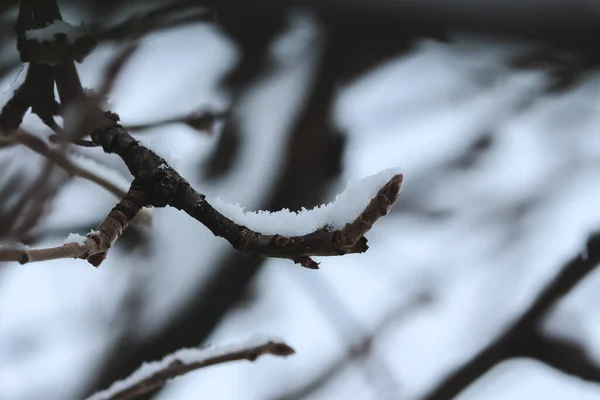 Close Shot Tree Branch Covered Snow — Stock Photo, Image