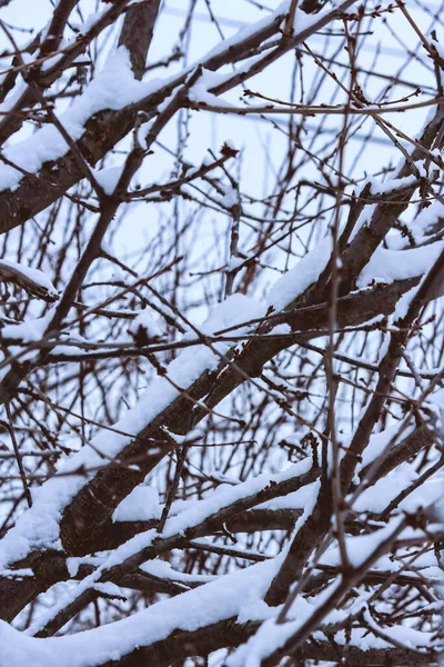 雪に覆われた木の枝のショットを閉じる — ストック写真