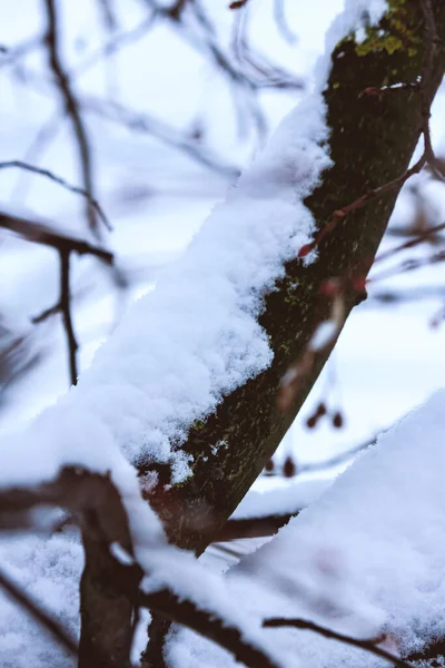 近照的树枝被雪覆盖 — 图库照片