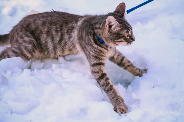 Junge Katze Läuft Winter Auf Schnee — Stockfoto