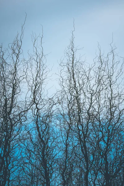 Curly Thin Branches Tree Going Sky — Stock Photo, Image