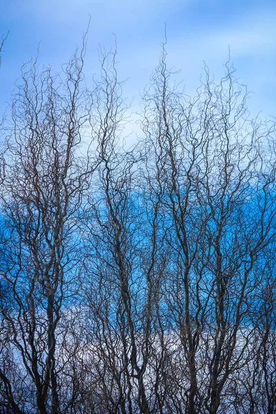 Lockige Dünne Äste Eines Baumes Steigen Den Himmel — Stockfoto