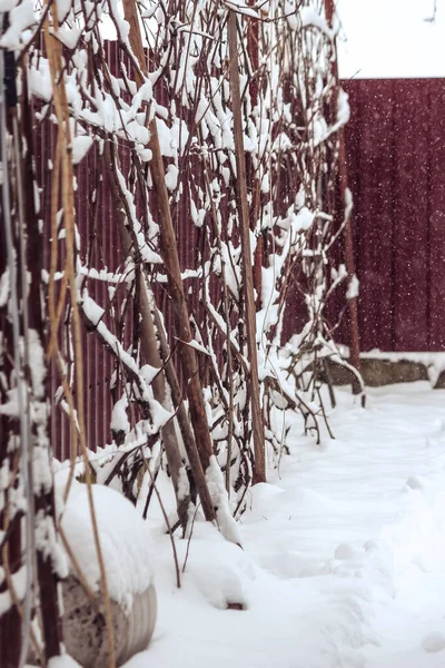冬天在花园里种植葡萄 — 图库照片