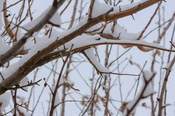 Ramos Árvores Cobertos Neve Durante Inverno — Fotografia de Stock