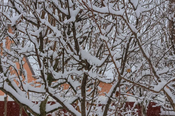 Äste Winter Mit Schnee Bedeckt — Stockfoto